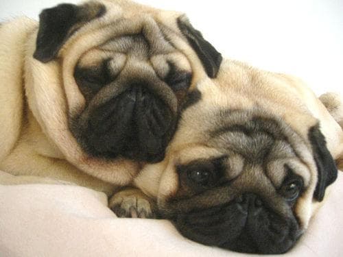 Pug