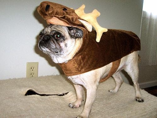 Pug