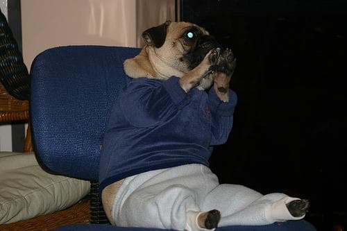 Pug