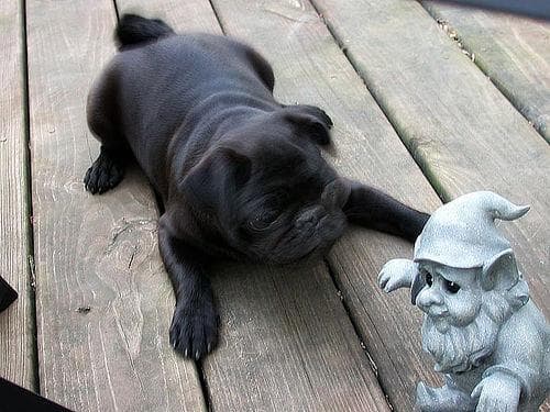 Pug