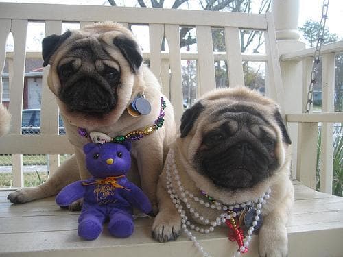 Pug