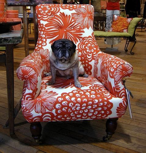 Pug