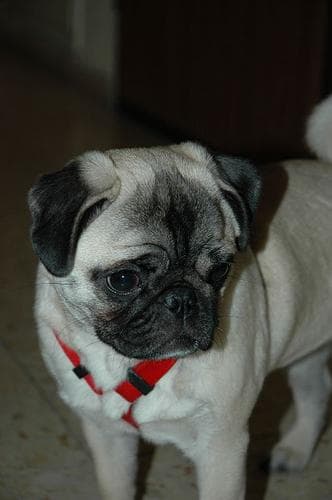 Pug
