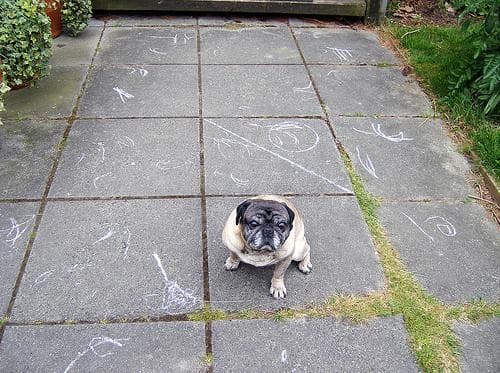 Pug