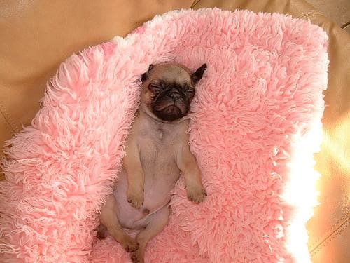 Pug