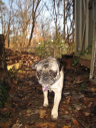 Pug