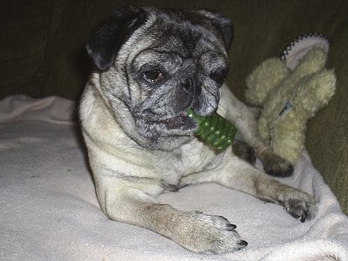 Pug