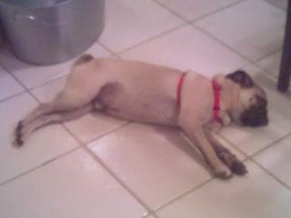 Pug
