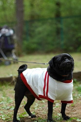 Pug