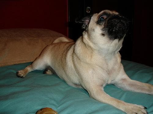 Pug