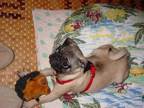 Pug