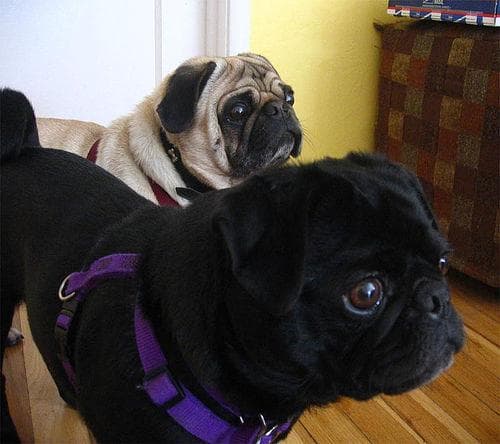Pug