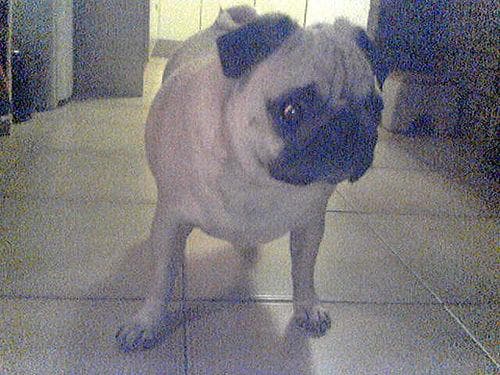 Pug