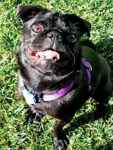 Pug