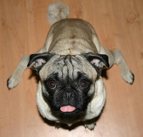 Pug