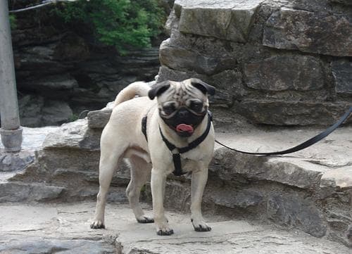 Pug