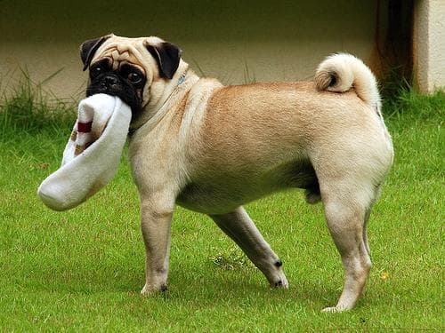Pug