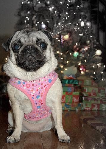 Pug