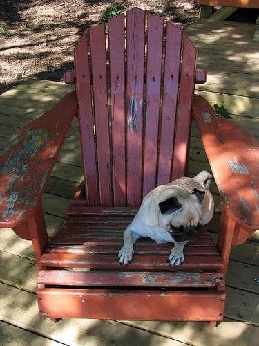 Pug
