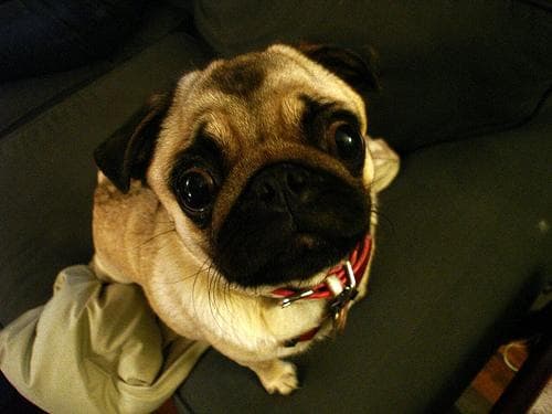 Pug