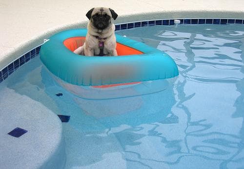 Pug