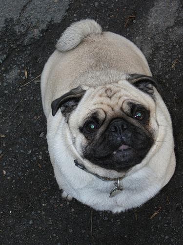 Pug