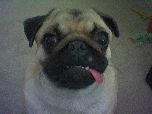 Pug