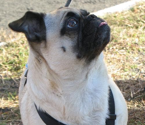 Pug