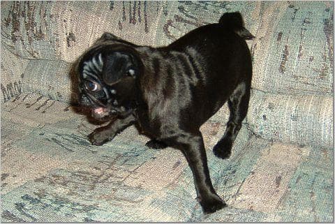 Pug