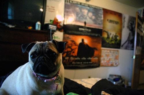 Pug