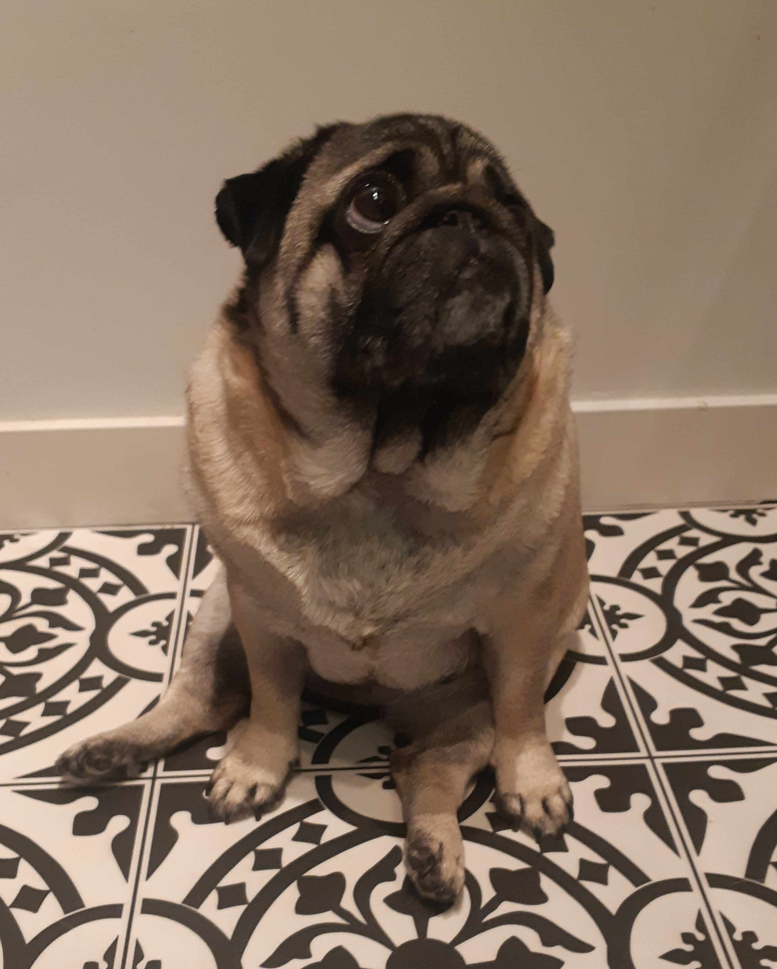 Pug