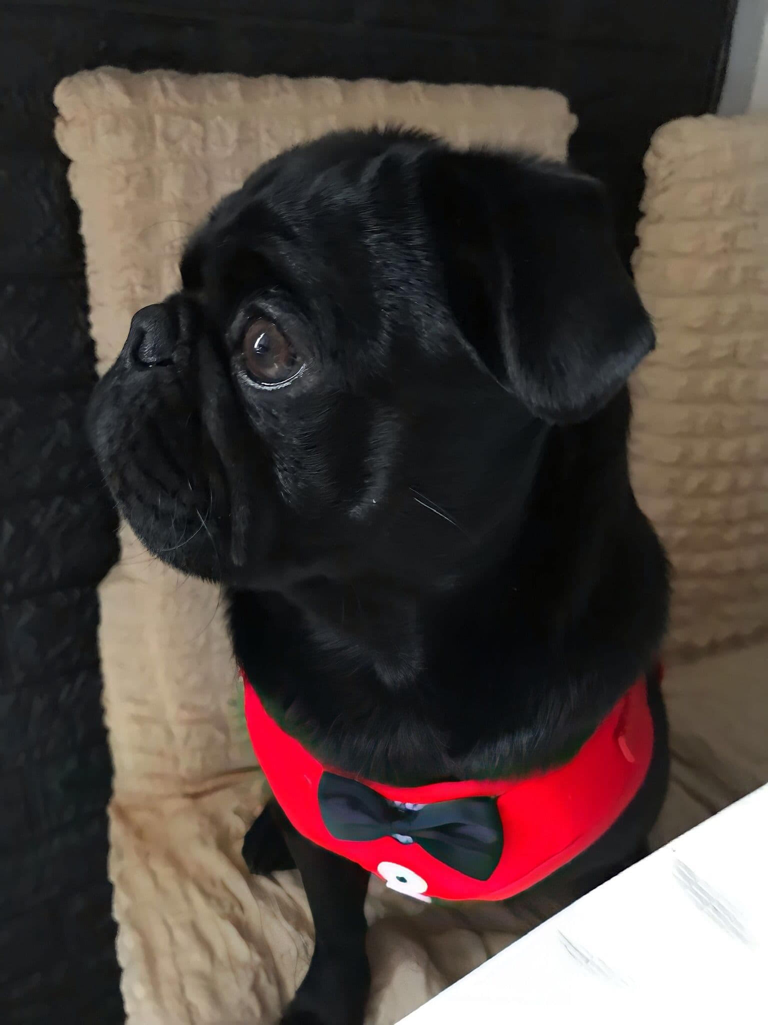 Pug