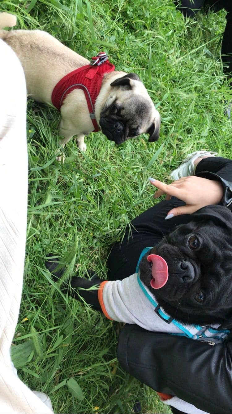 Pug