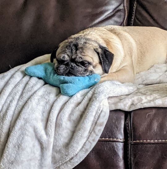 Pug