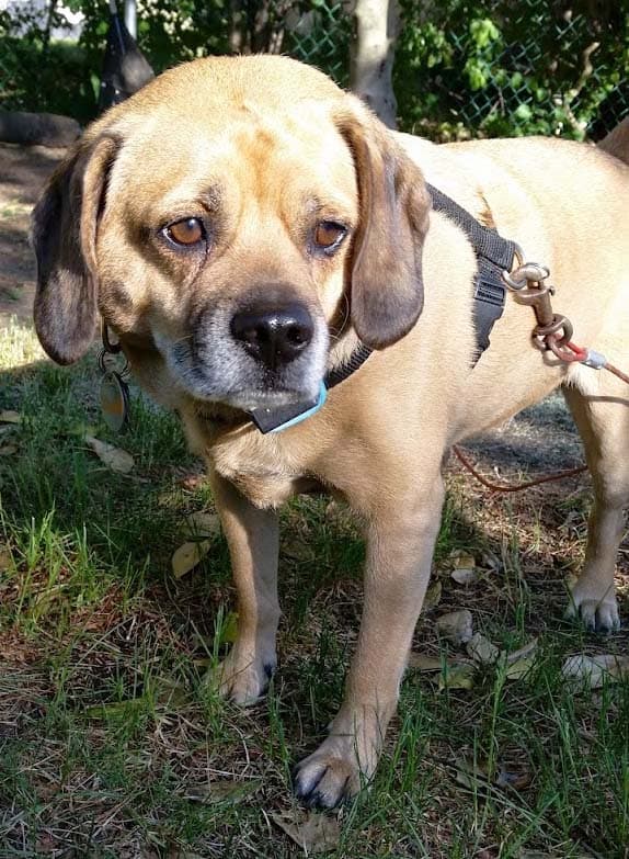 Puggle