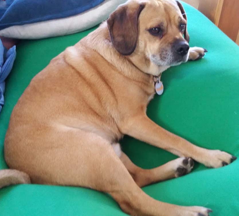 Puggle