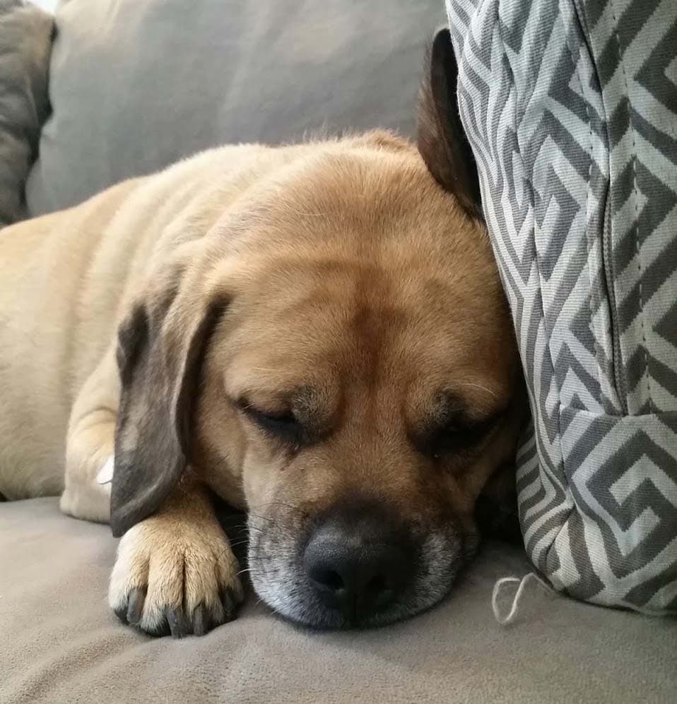 Puggle