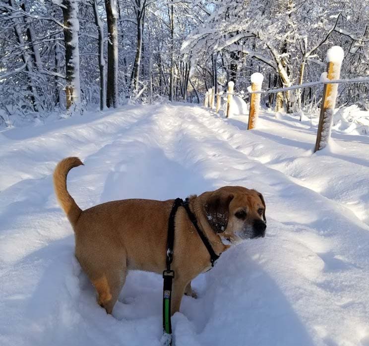 Puggle