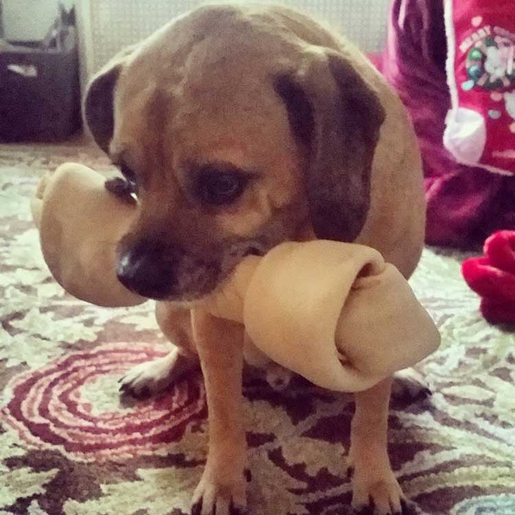 Puggle