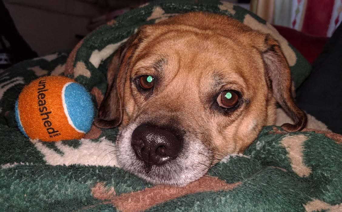 Puggle