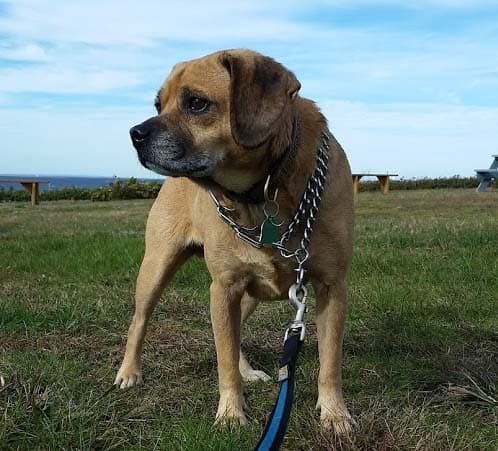 Puggle