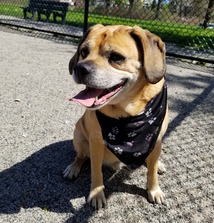 Puggle