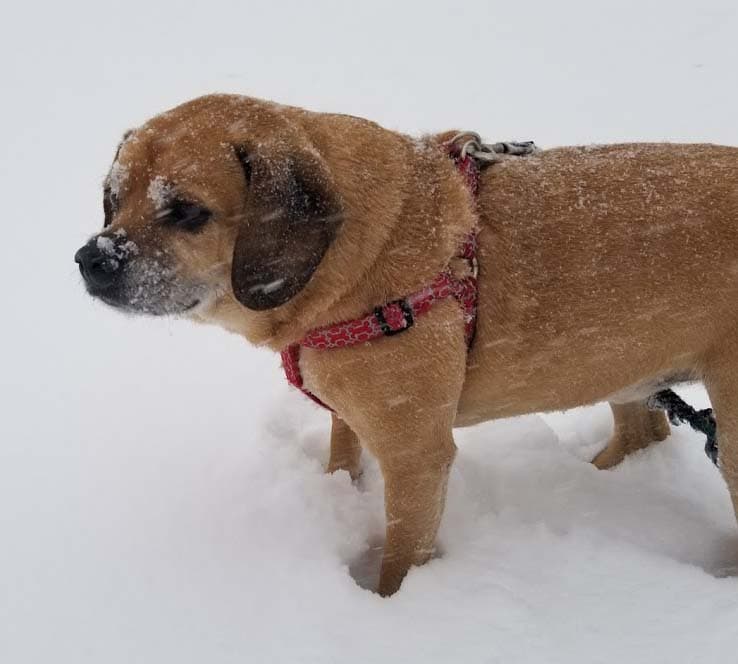 Puggle