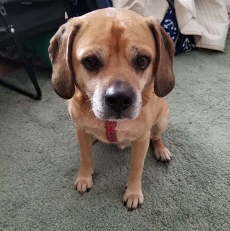 Puggle