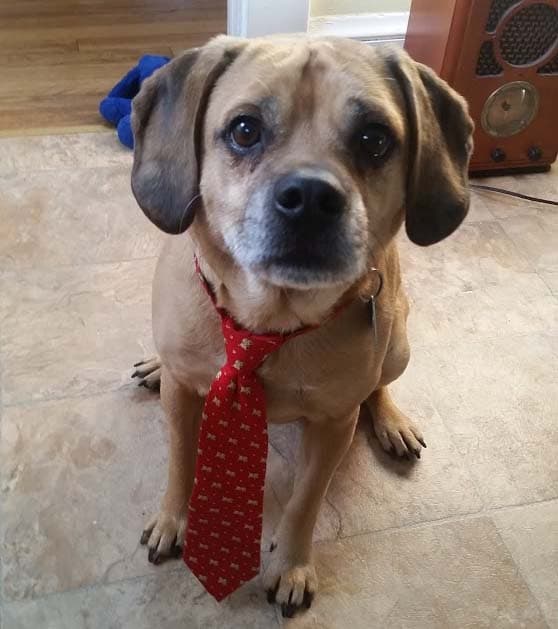 Puggle
