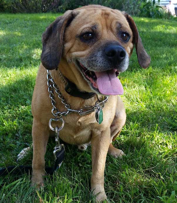 Puggle