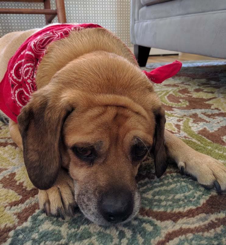 Puggle