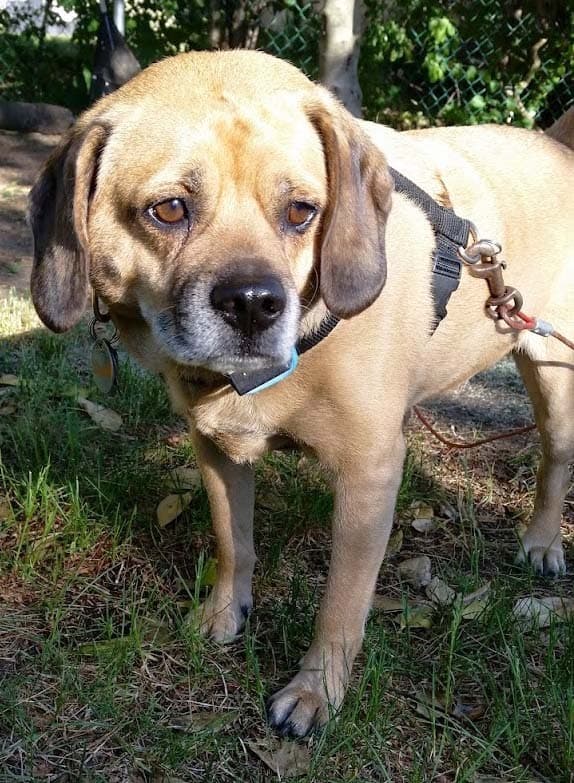 Puggle