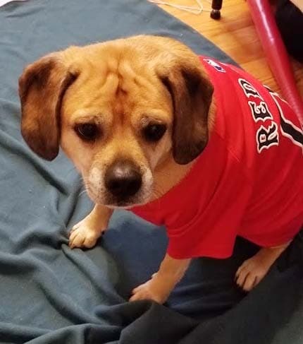 Puggle
