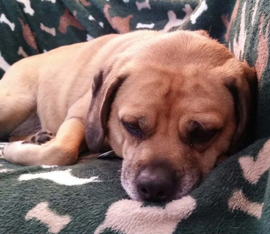 Puggle